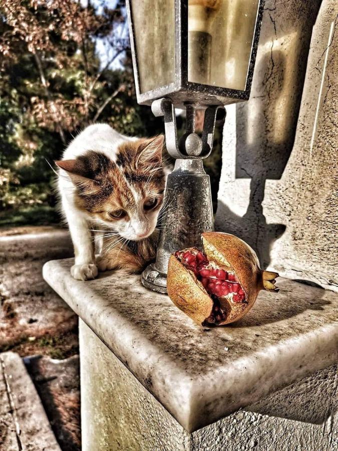 Villa Anais Prínos Dış mekan fotoğraf